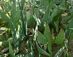  Opuntia engelmannii