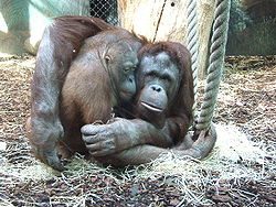  Orang-outans de Bornéo au jardin des plantes à Paris