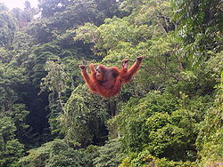  L'orang-outan de Sumatra dispose de membresantérieurs exceptionnellement longs parrapport aux postérieurs.Démuni de queue préhensile, il peutnéanmoins marcher en position bipèdesur des branches étroites en se servantde ses bras pour s'équilibrer.