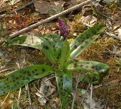  Orchis mascula