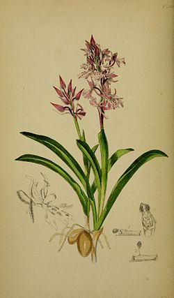  Orchis olbiensis vue parJohn Traherne Moggridge (1842-1874)