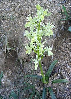  Orchis de Provence