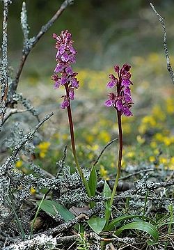  Orchis spitzelii