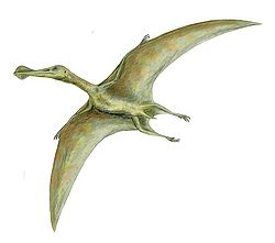  Ornithocheirus