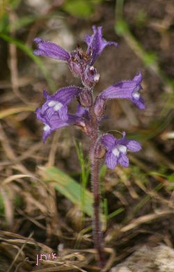  Orobanche aegyptiaca