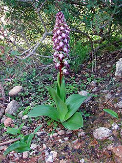  Barlia robertiana, Orchis géant