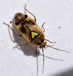  Orthops basalis