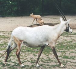 Oryx leucoryx