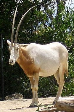  Oryx dammah