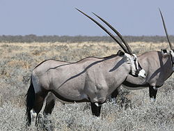  Oryx gazella