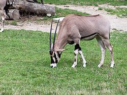  Oryx beïsa