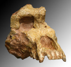  fragment de crâned'Ouranopithecus macedoniensis