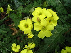  Oxalis pes-caprae