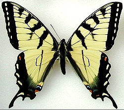  Papilio appalachiensis