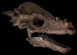 Crâne de Pachycephalosaurus wyomingensis (60x40x30cm)