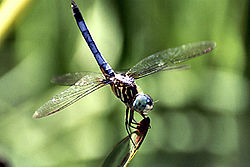  Pachydiplax longipennis