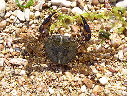 Crabe marbré ([Pachygrapsus marmoratus)