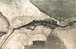  Fossile d'un Pachypleurosaurus