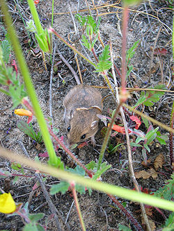  Perognathus longimembris ssp pacificus