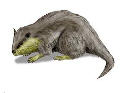  Palaeocastor peninsulatus