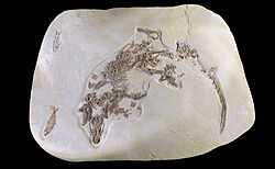 Palaeospinopa - Eocène du Wyoming