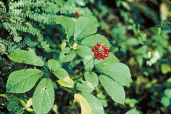  feuilles et fruits de Panax ginseng