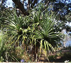 Pandanus aquaticus