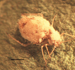  Le puceron Myzus persicae infecté parle champignon Pandora neoaphidis,deux Opisthokonta.