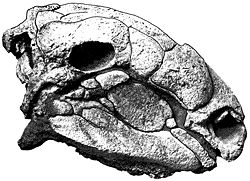  Crâne de Panoplosaurus mirus