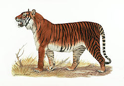  Panthera tigris balica