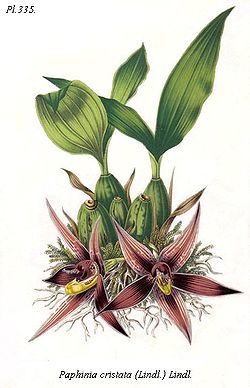 Paphinia cristata (Lindl.) Lindl. (Surinam, 1846)