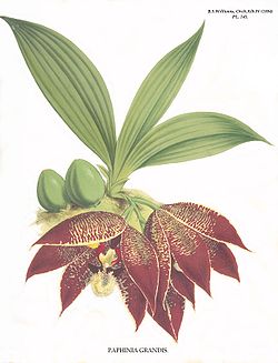  Paphinia grandis Rchb.f. ex Moore (plante type, 1885)