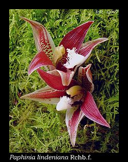  Paphinia lindeniana, Colombie