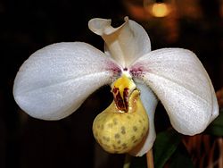 Paphiopedilum emersonii