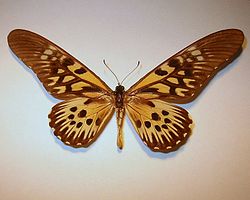  Papilio antimachus