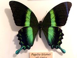 Papilio blumei