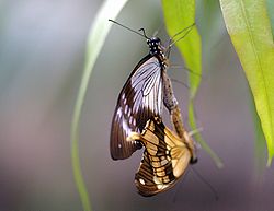  Papilio dardanus s'accouplant