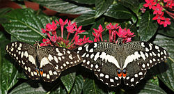  Papilio demodocus