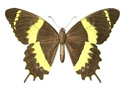  Papilio garamas adberus