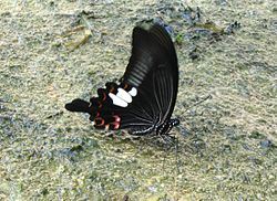  Papilio helenus, dans une flaque d'eau