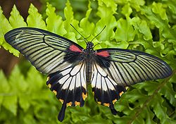  Papilio memnon, femelle