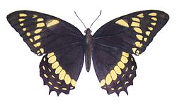  Papilio menatius syndemis