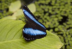  Papilio nireus