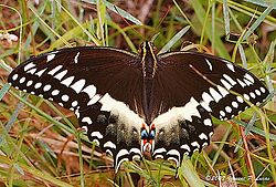  Papilio palamedes