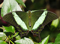  Papilio palinurus