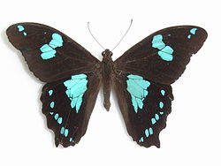  Papilio phorbanta mâle