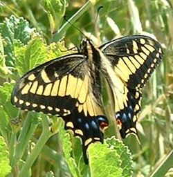  Papilio zelicaon
