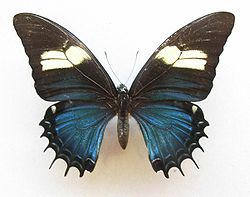   Papilio androgeus femelle