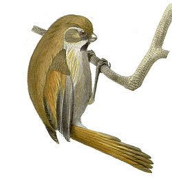 Paradoxornis de Verreaux (Suthora verreauxi)