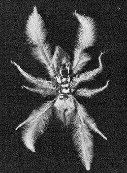  Paragaleodes sericeus, spécimen femelle